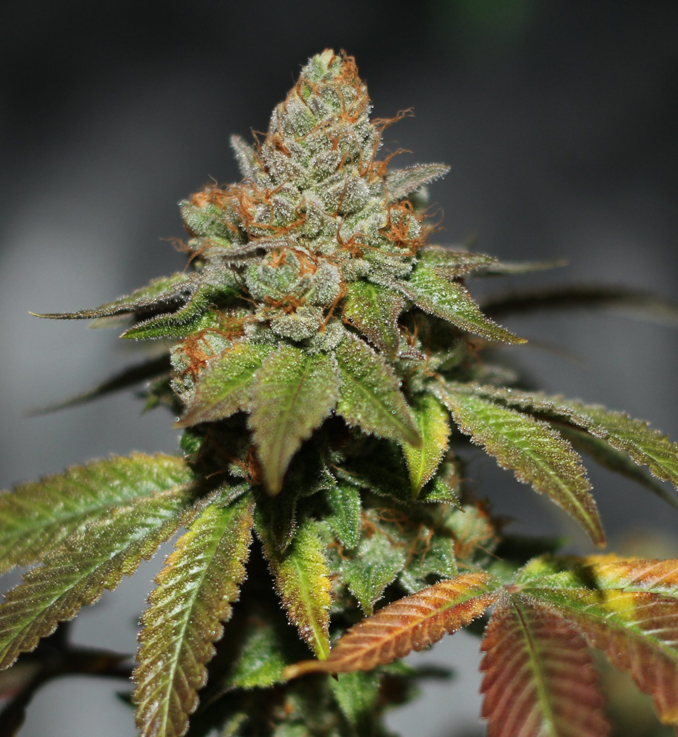 karma-genetics-skullcap-1