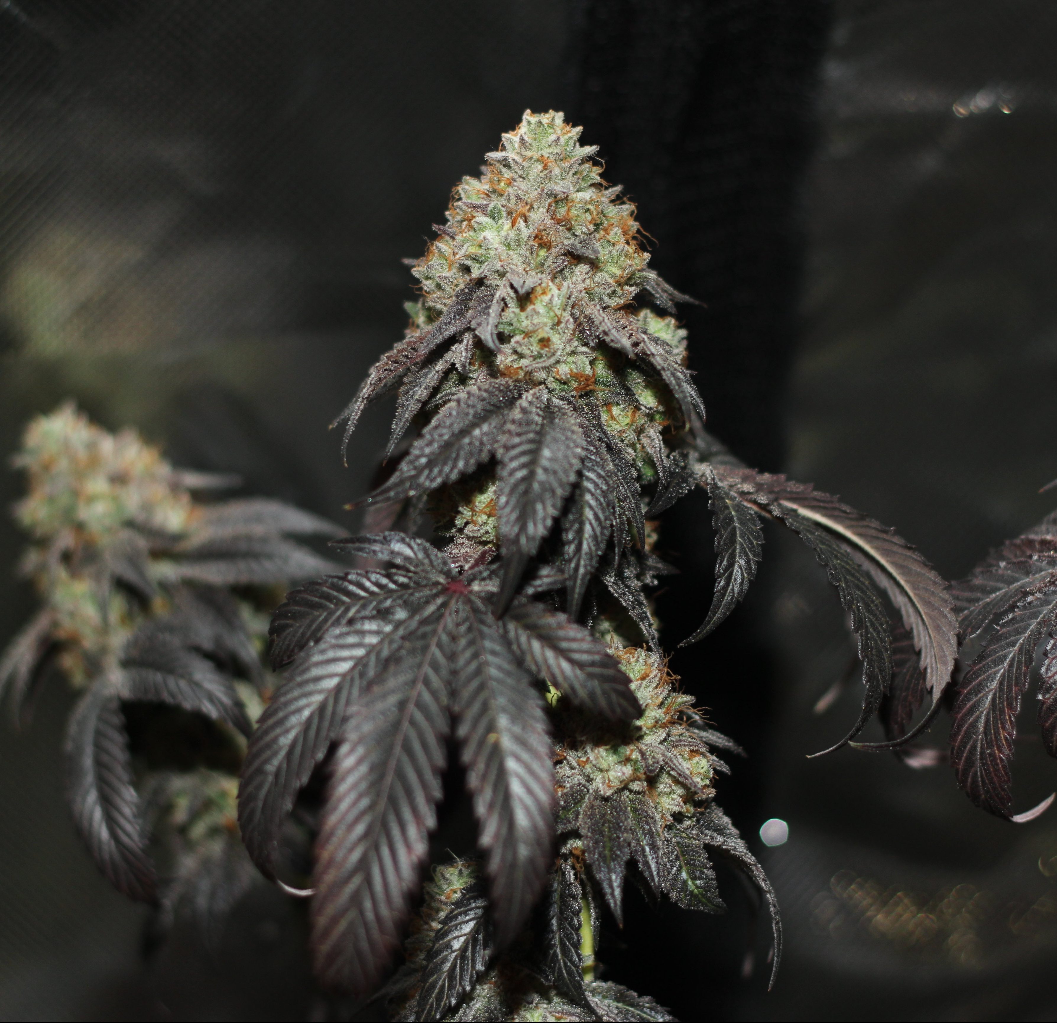 karma-genetics-skullcap-2