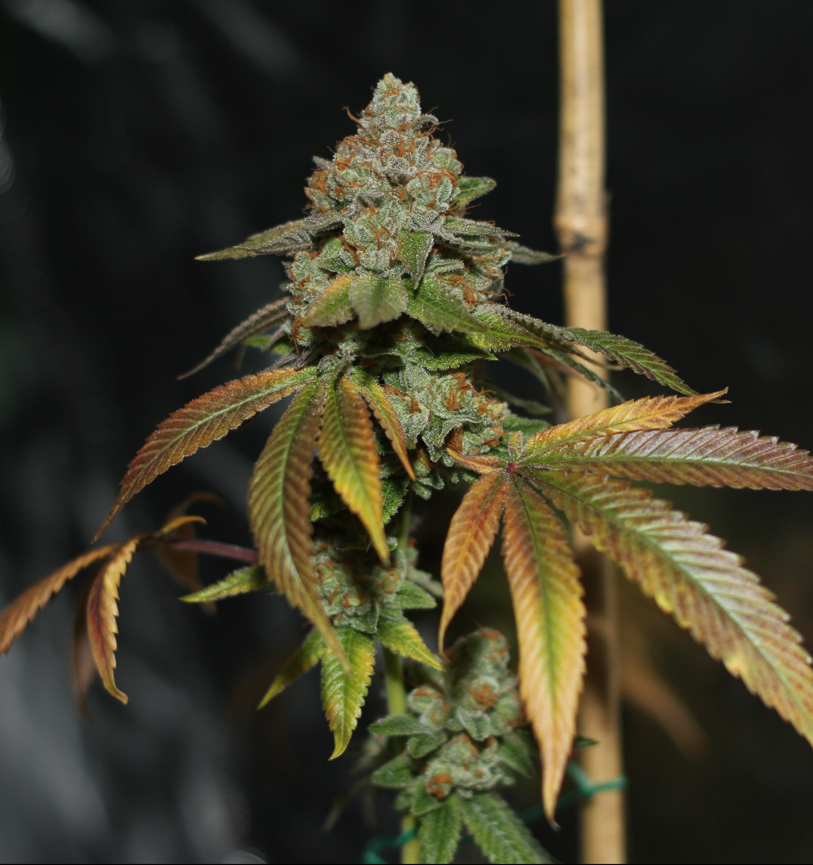 karma-genetics-skullcap-3