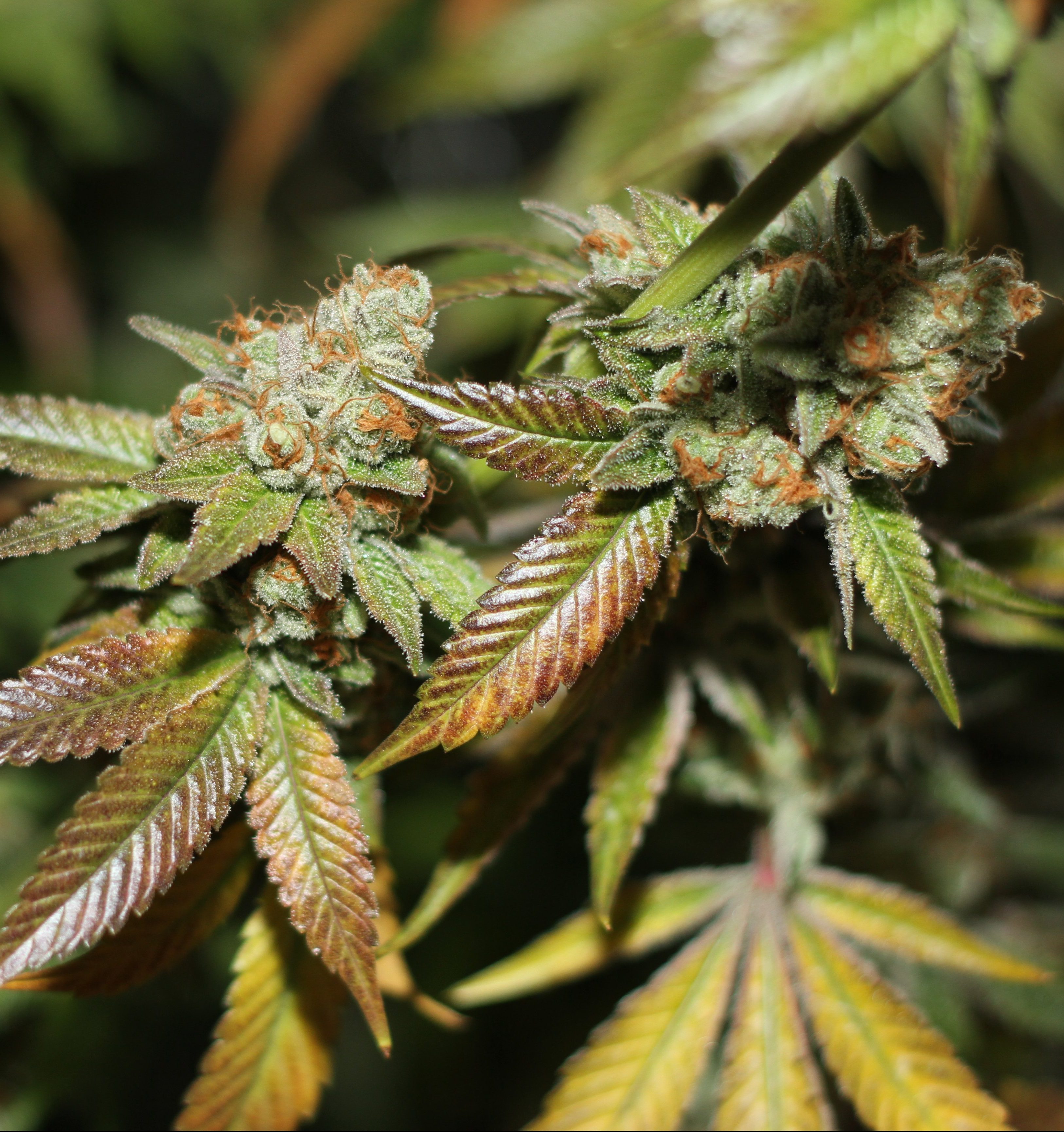karma-genetics-skullcap-4