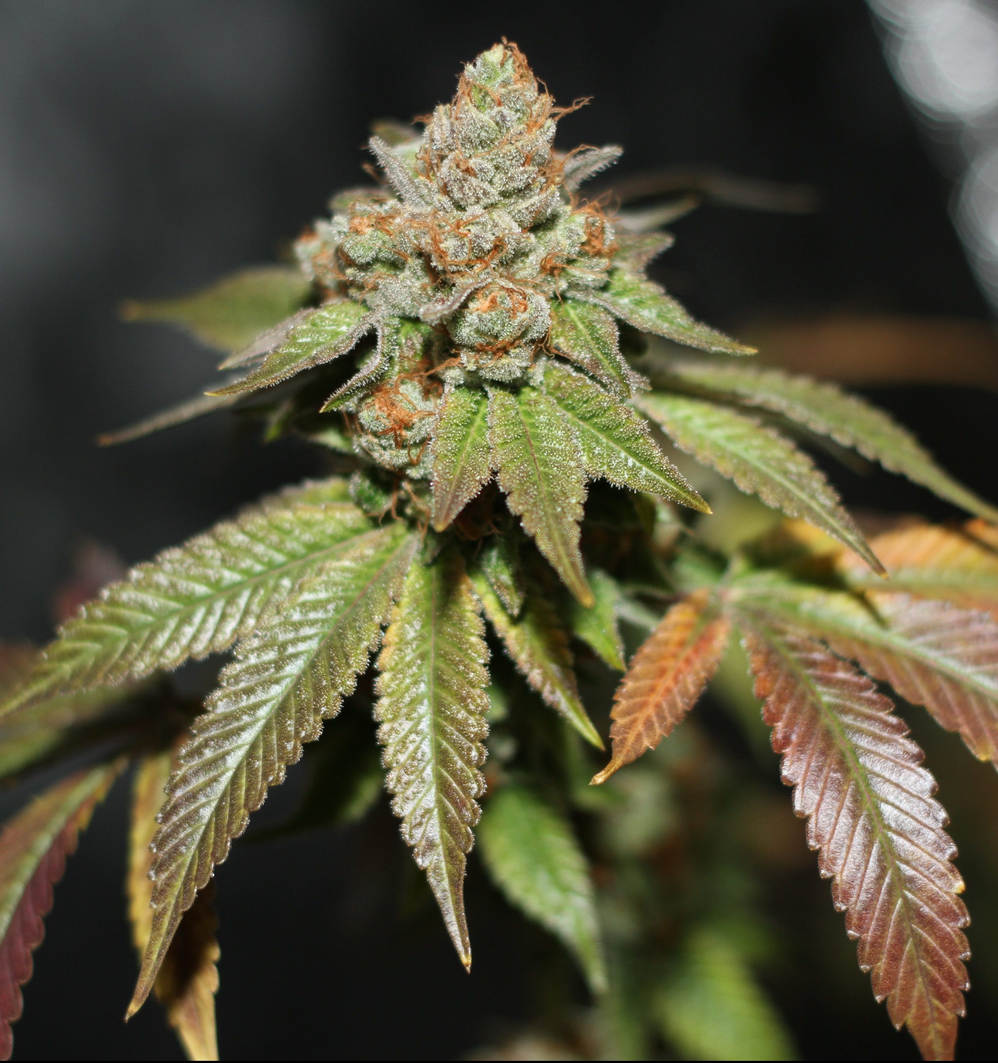 karma-genetics-skullcap-5