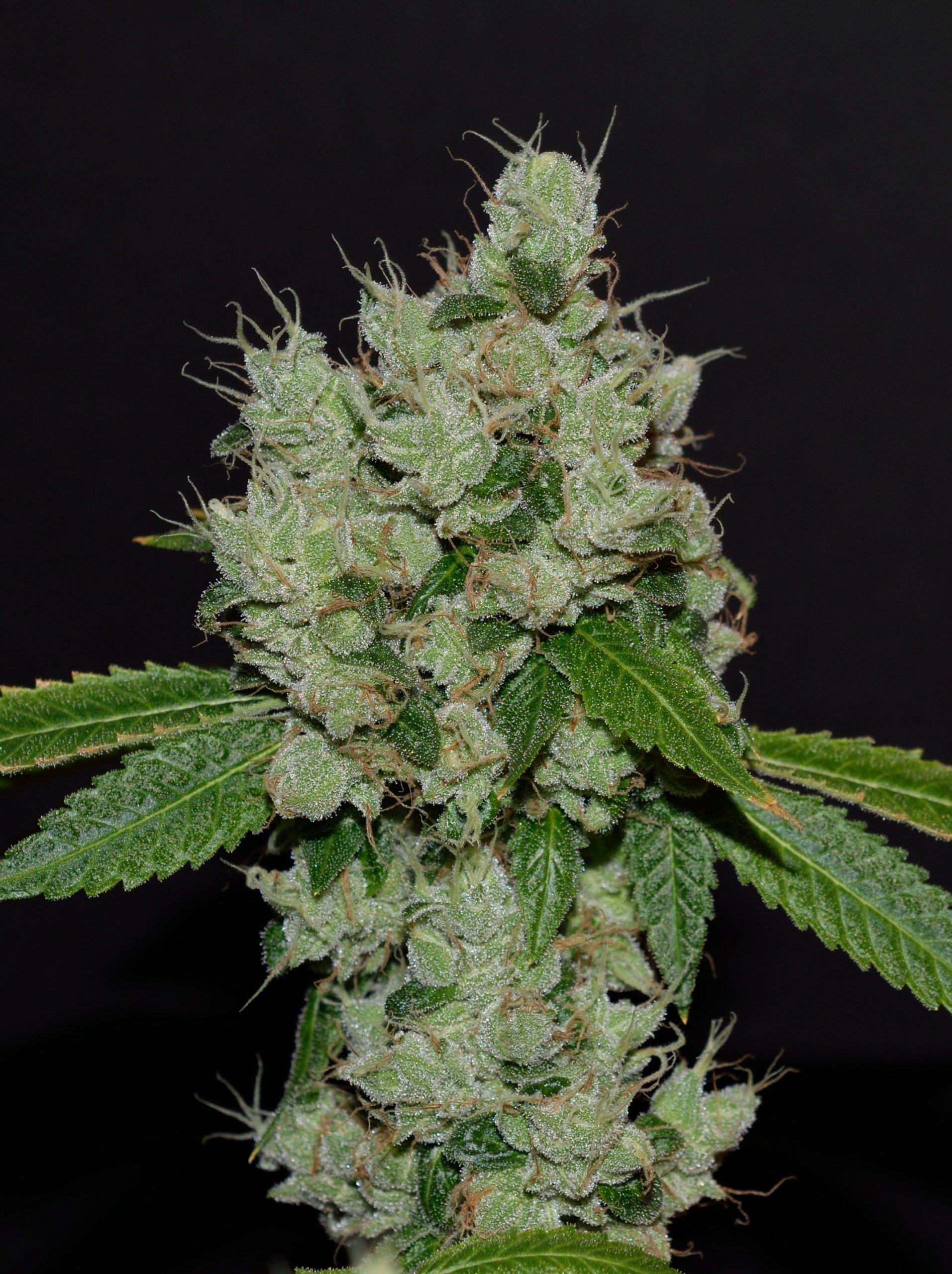 karma-genetics-sour-josh-1