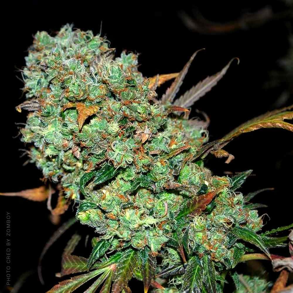 karma-genetics-sour-leda-1