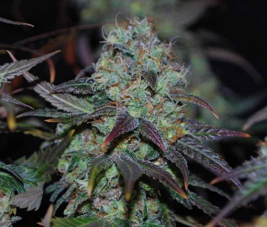 karma-genetics-sour-leda-3