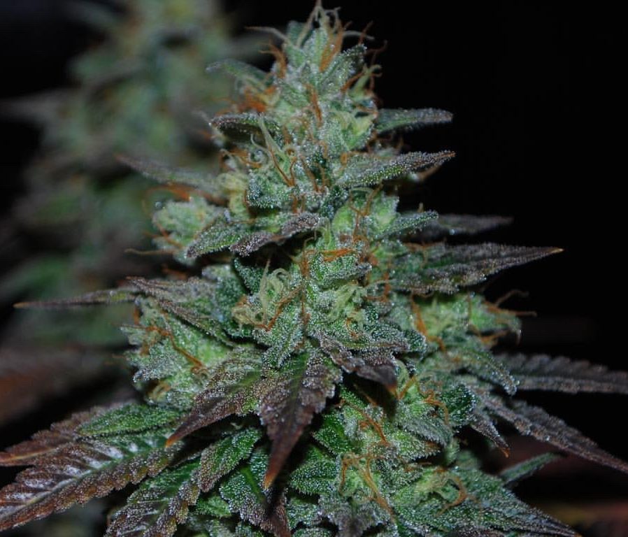 karma-genetics-sour-leda-4