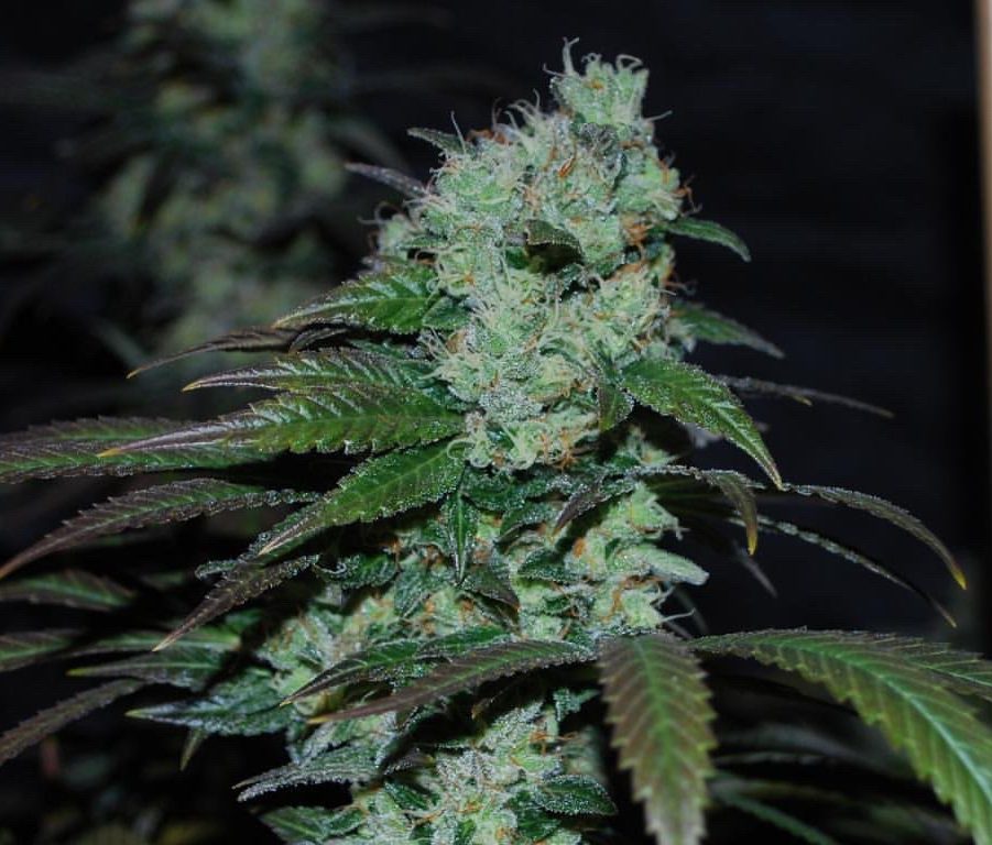 karma-genetics-sour-leda-5