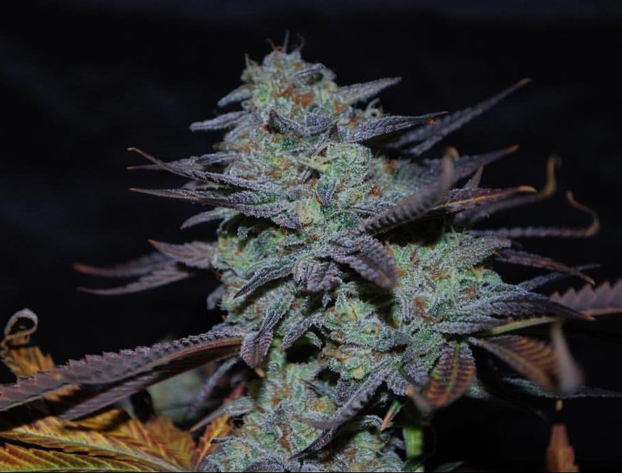 karma-genetics-sour-leda-7