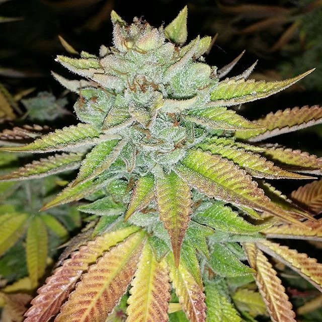 karma-genetics-tha-melon-1