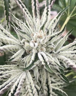 White OG S1 Feminised Seeds