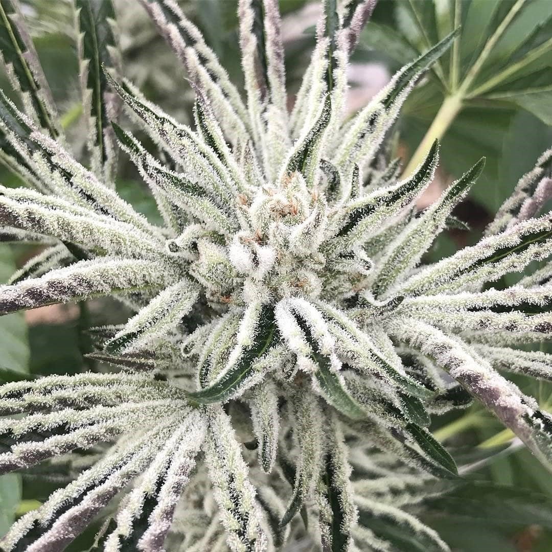 karma-genetics-white-og-1