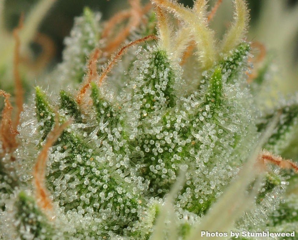 karma-genetics-white-og-2