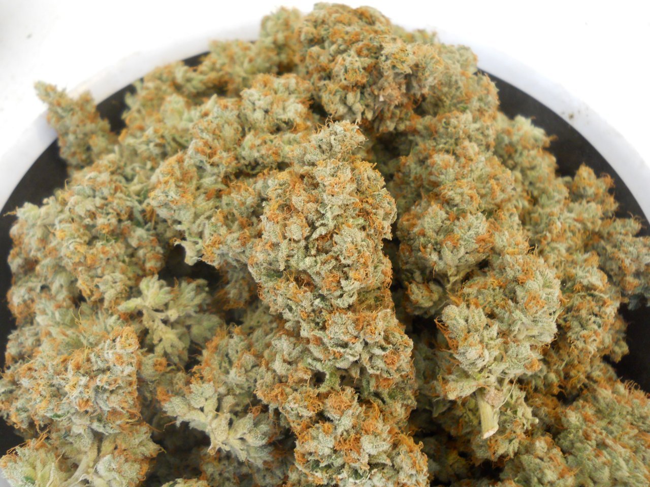 karma-genetics-white-og-3