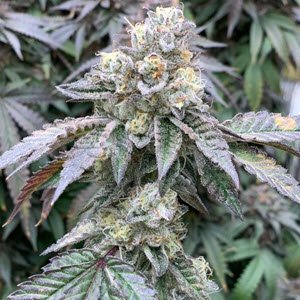 Bubblegum Party Feminised Seeds