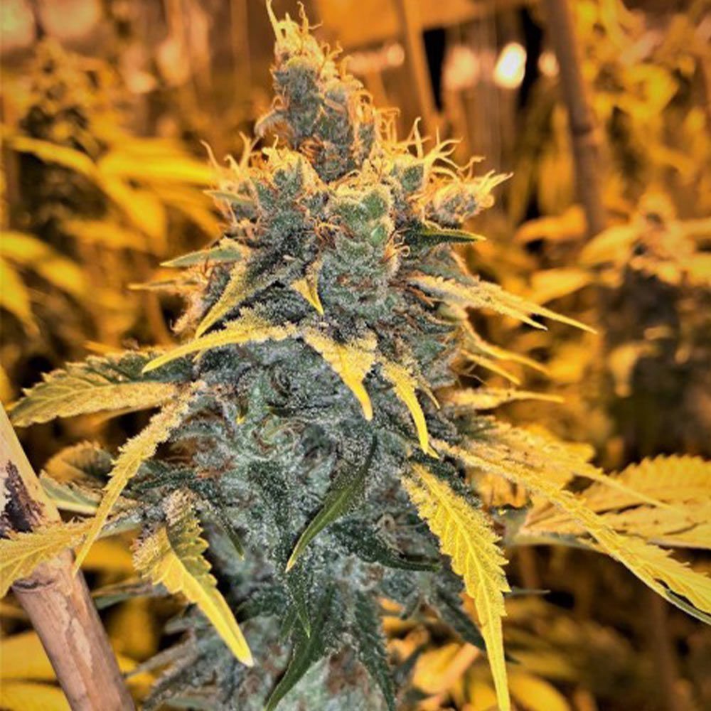 mosca-seeds-cherry-white-1