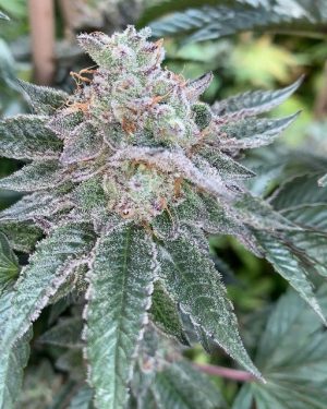 Hyper Drive (Gas Line) Regular Seeds