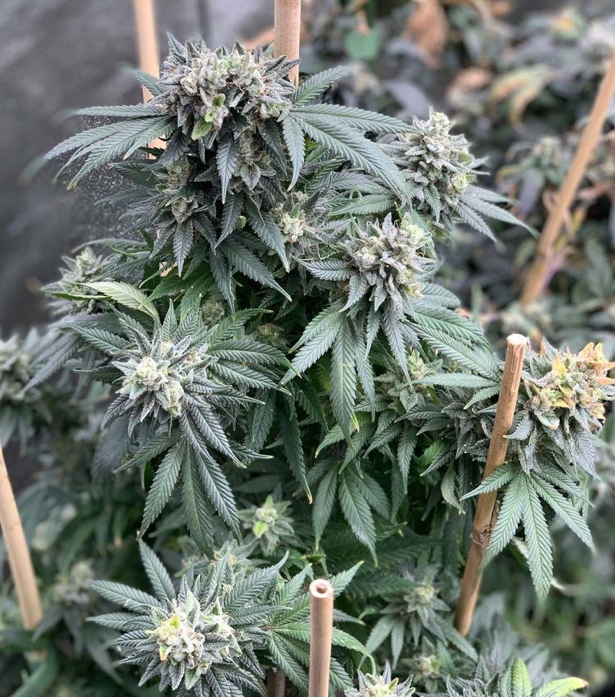 mosca-seeds-midnight-special-1