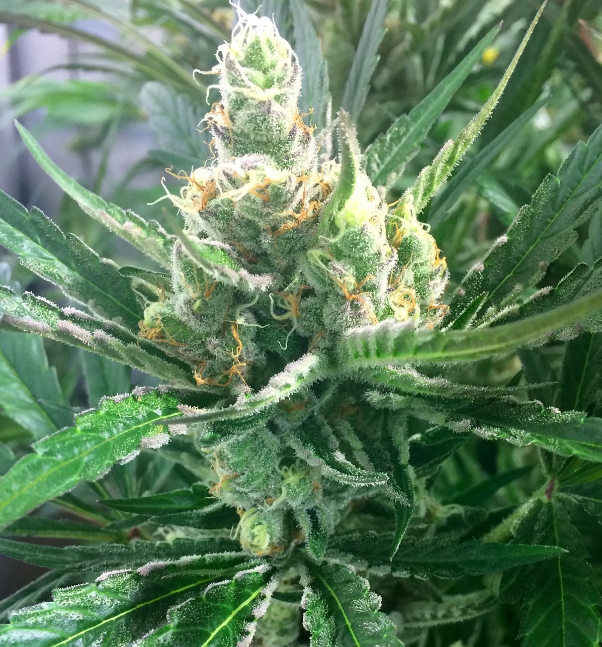 mosca-seeds-pink-lemon-aid-1