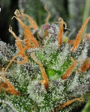 Karma Bitch Regular Seeds