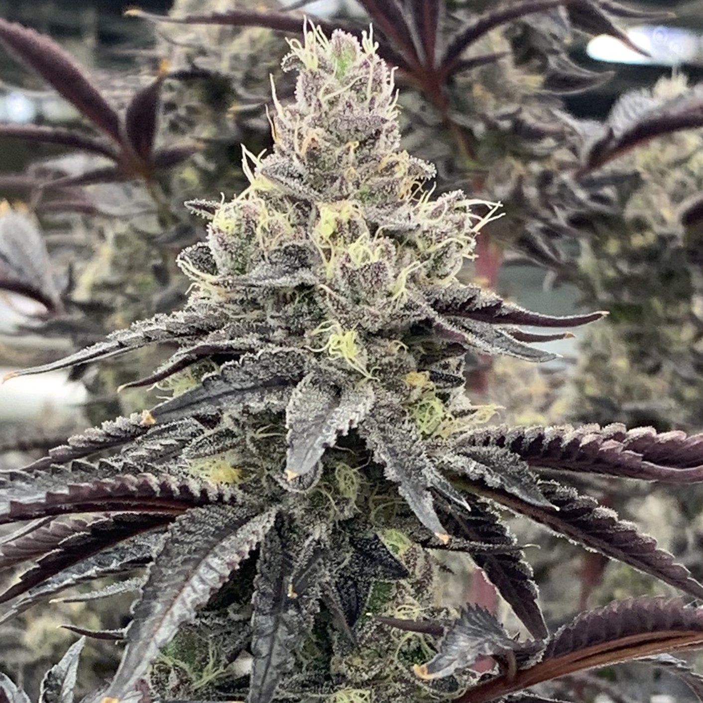 rare-dankness-luv-muffin-1