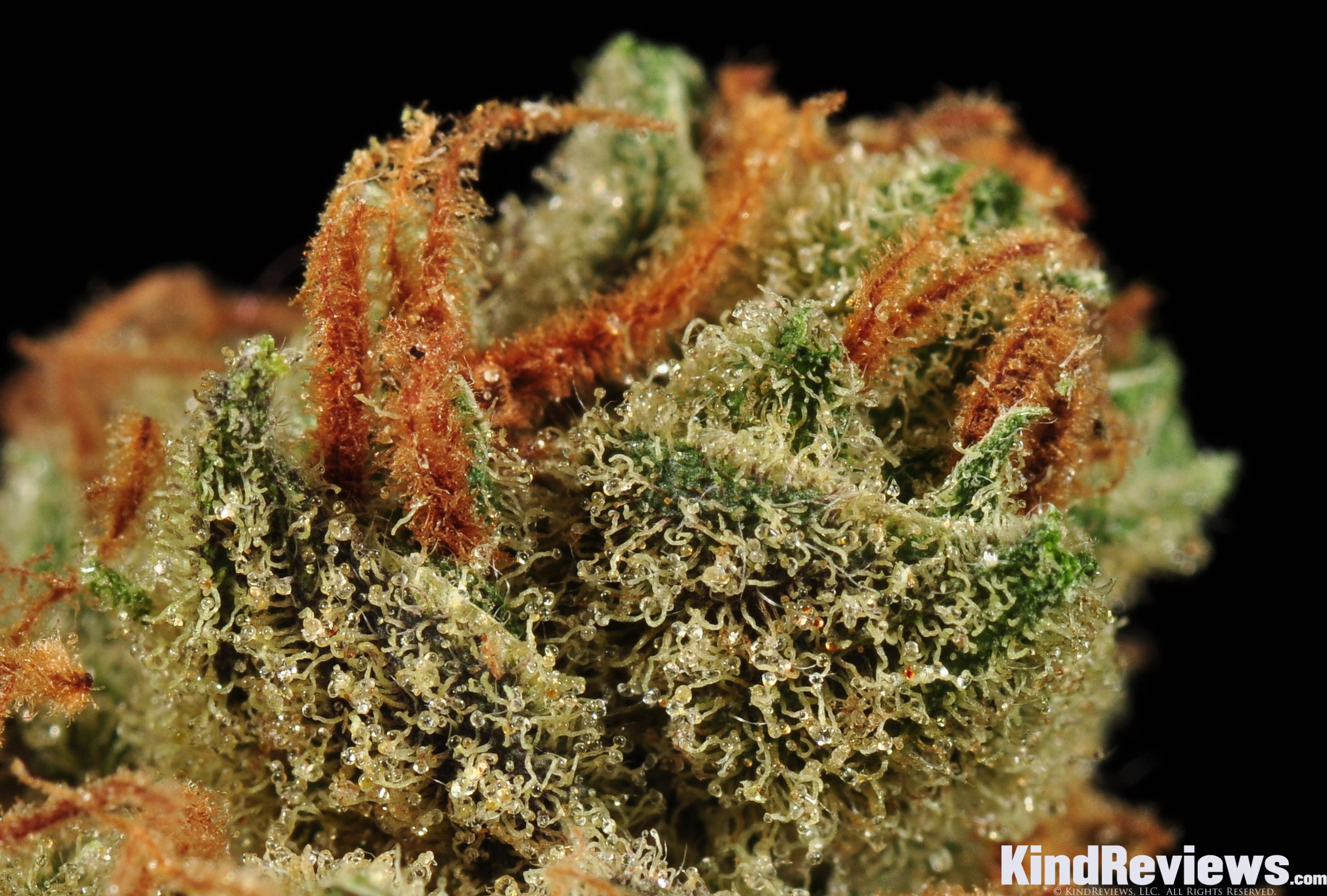 rare-dankness-moonshine-haze-5
