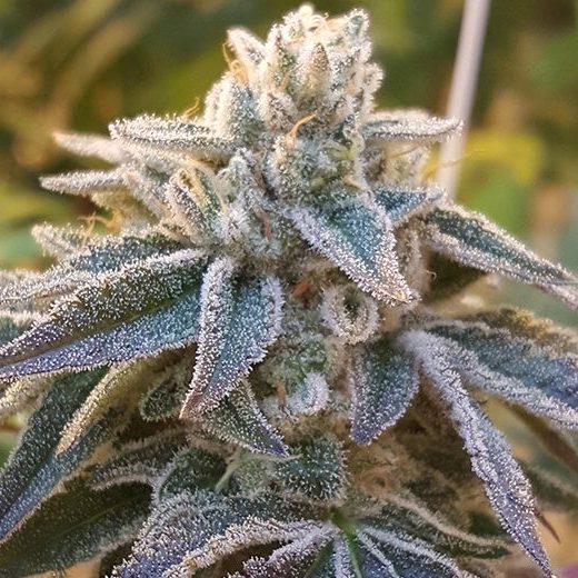 rare-dankness-pamelina-1