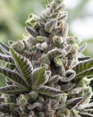 Scott’s OG Feminised Seeds