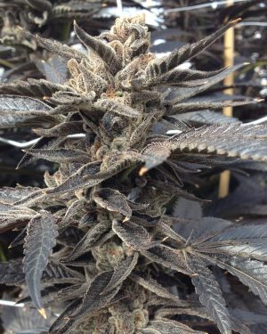 Star Killer Regular Seeds