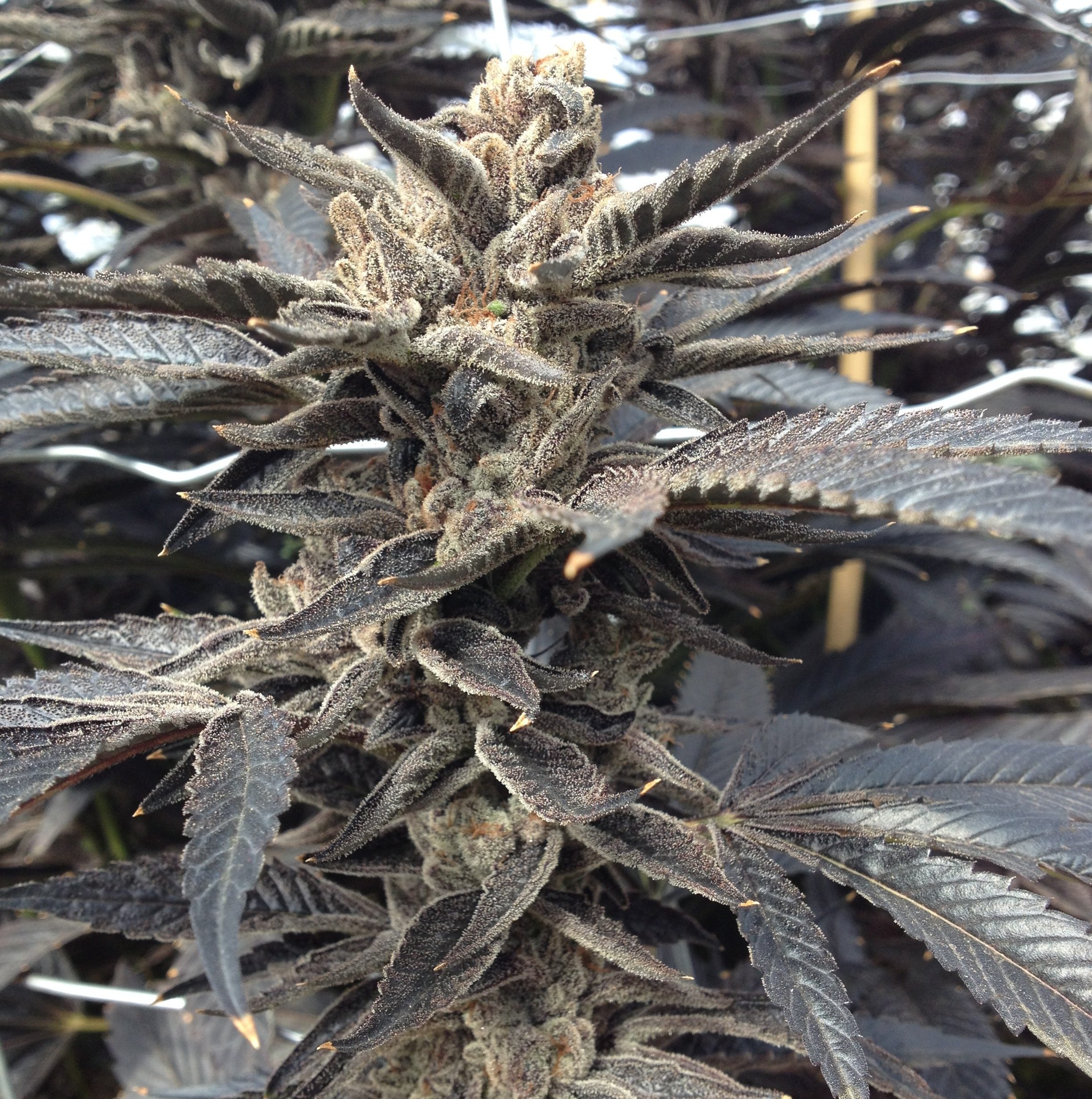rare-dankness-star-killer-1
