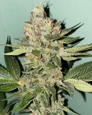 Biscotti 2.0 Feminised Seeds