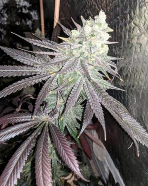 Baklava Feminised Seeds