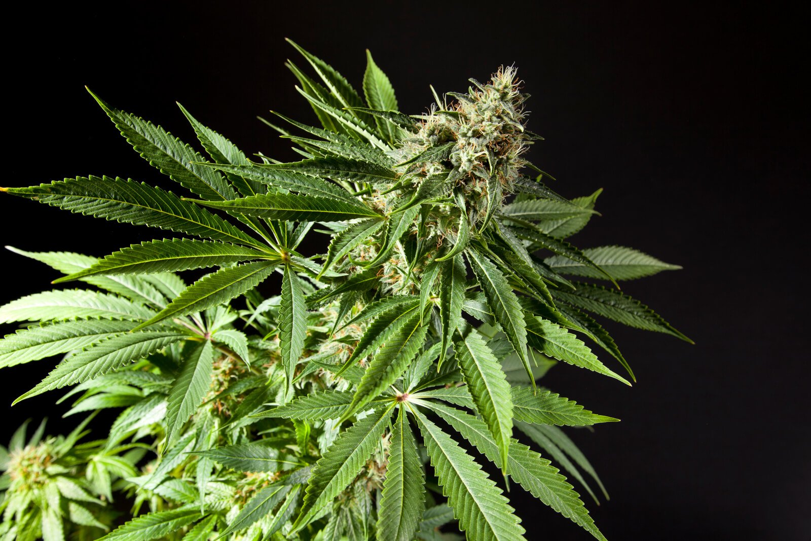 philosopher-seeds-tropimango-feminised-seeds-2