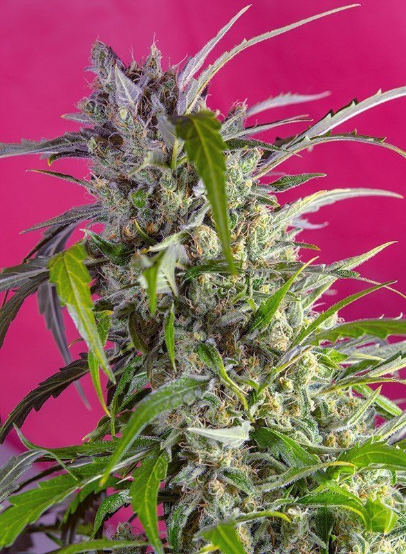sweet-seeds-crystal-candy-auto-feminised-cannabis-seeds-1