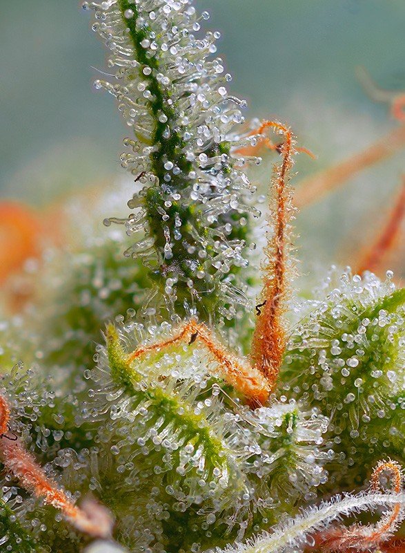 sweet-seeds-crystal-candy-auto-feminised-cannabis-seeds-2