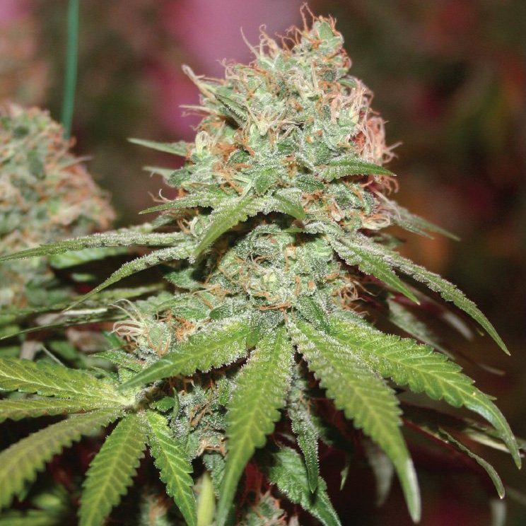 true-canna-genetics-exodus-valley-regular-seeds-1