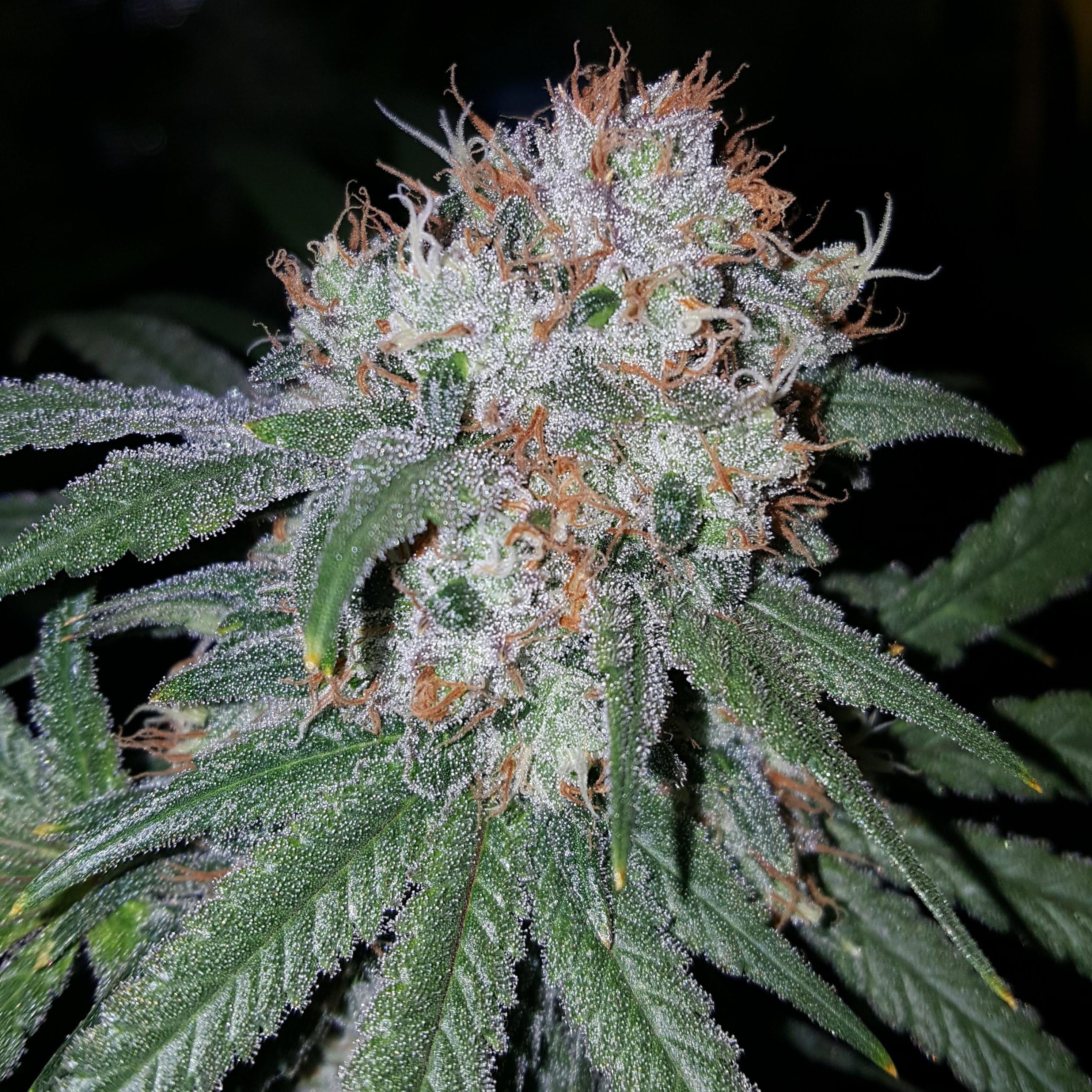 true-canna-genetics-exodus-valley-regular-seeds-2