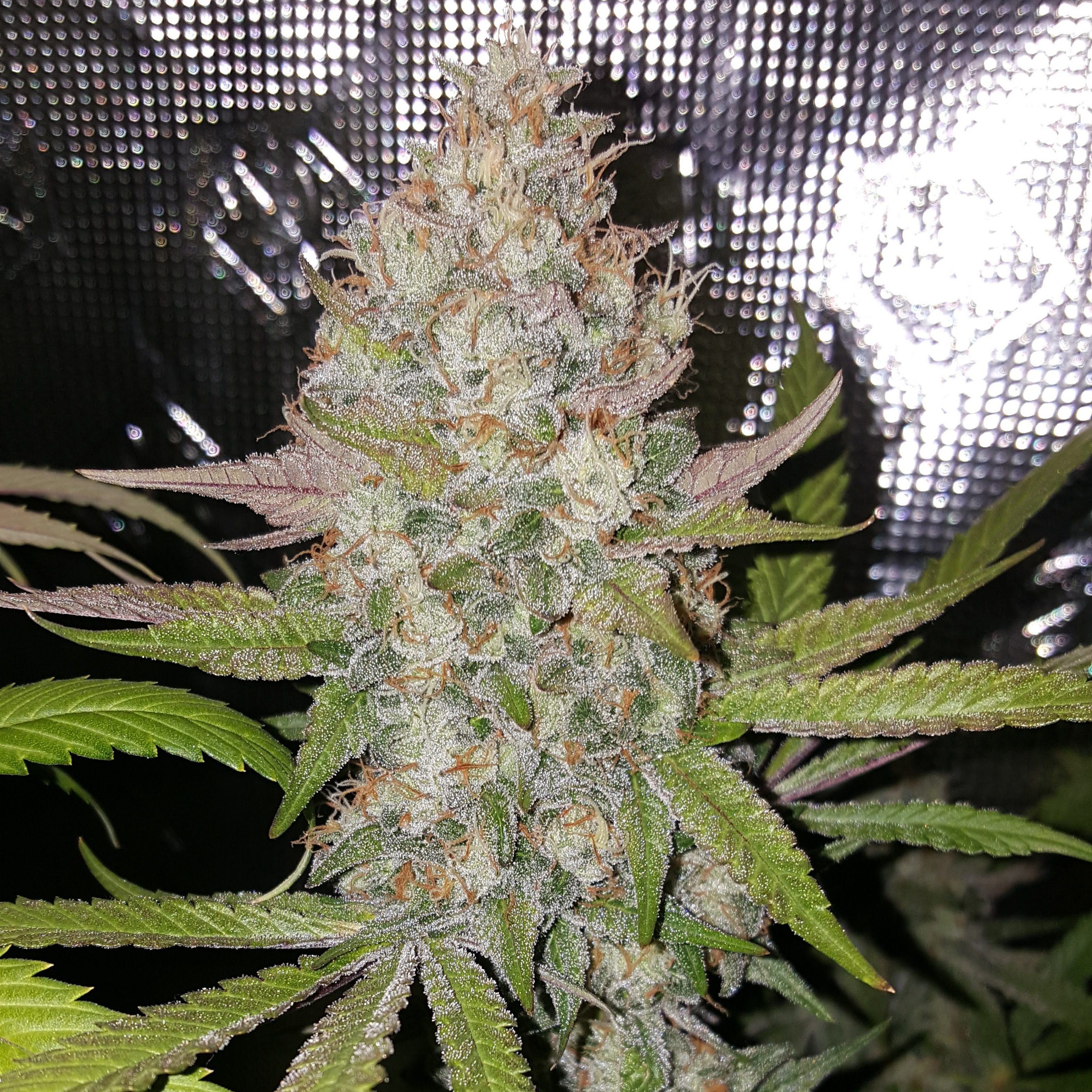 true-canna-genetics-exodus-valley-regular-seeds-3