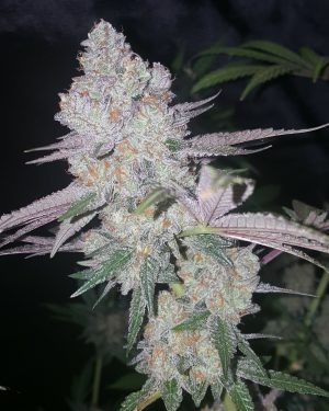 Exodus Valley Regular Seeds