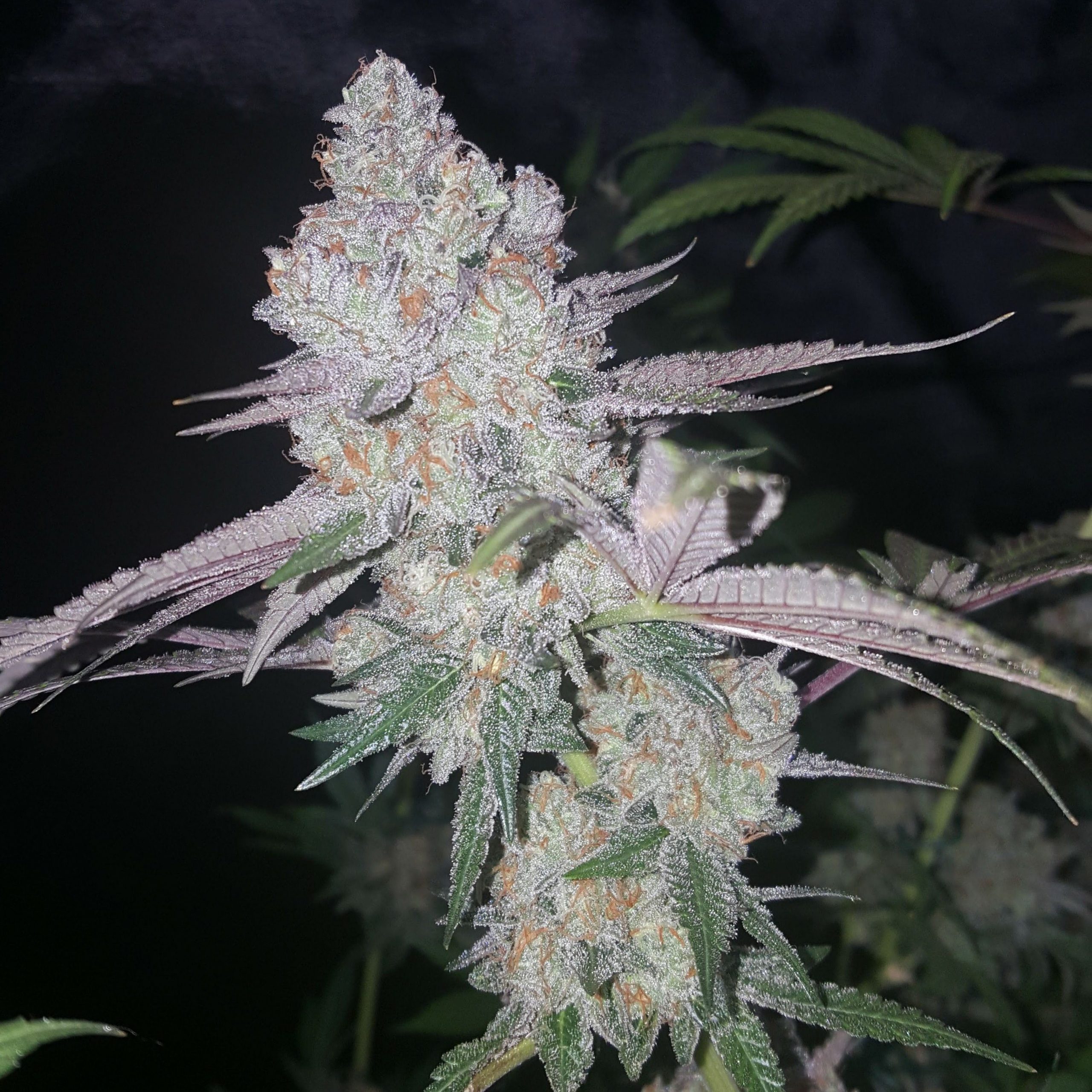 true-canna-genetics-exodus-valley-regular-seeds-4
