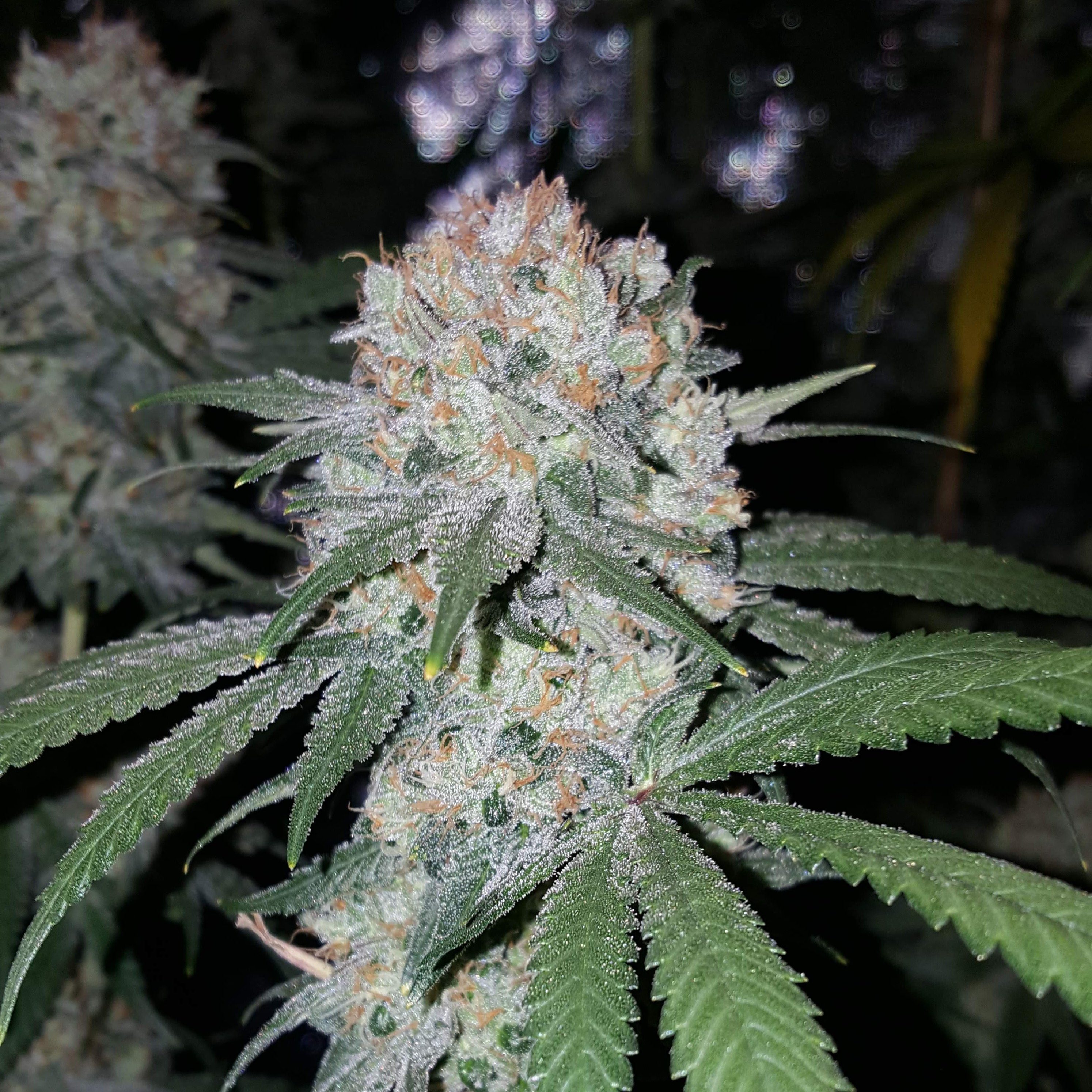 true-canna-genetics-exodus-valley-regular-seeds-5