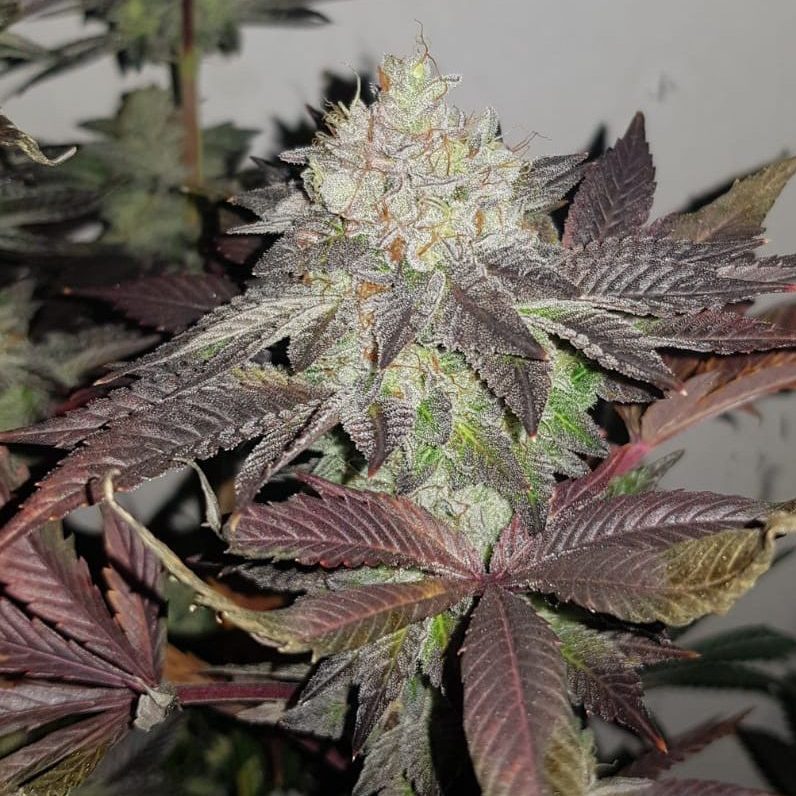 true-canna-genetics-true-doh-regular-seeds-1