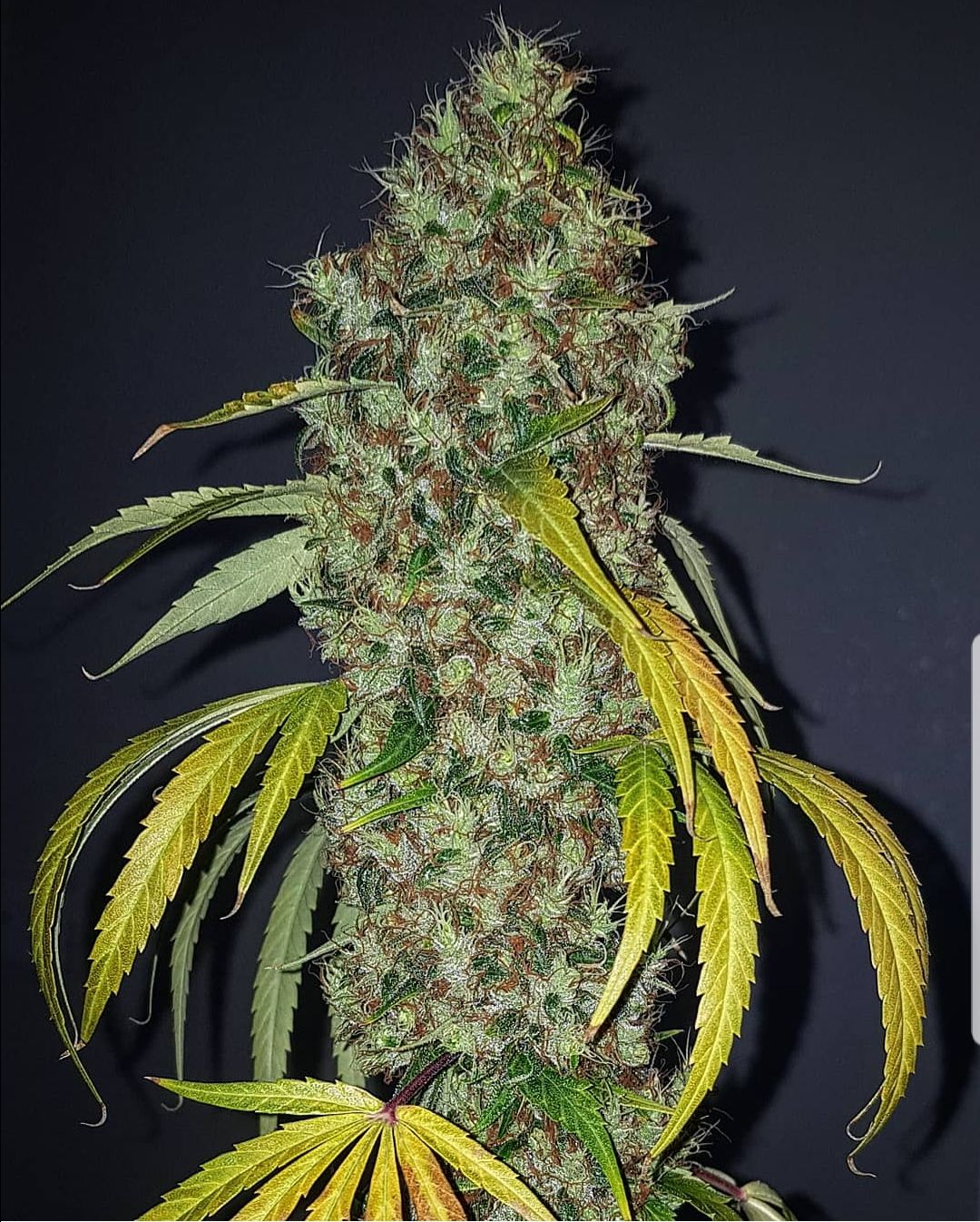 True Love Regular Seeds