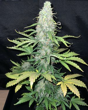 ESB f3 (2022) Regular Seeds