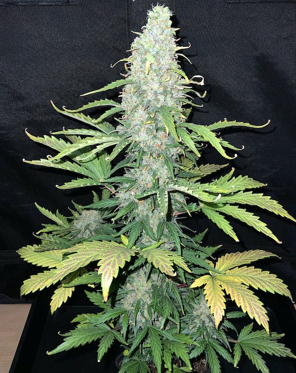 ESB 1212 frm seed 1