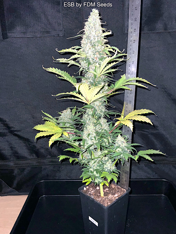 ESB 1212 frm seed 2