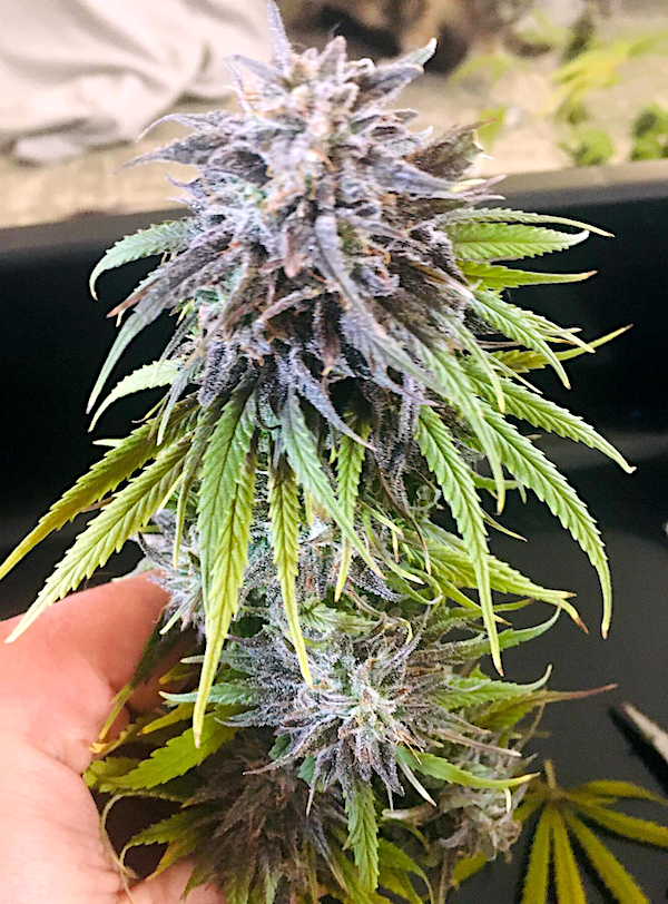 ESB finished purp 1