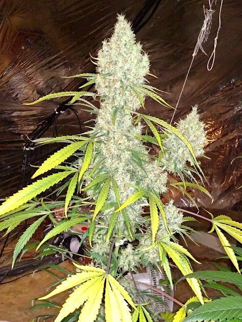 ESB full bud