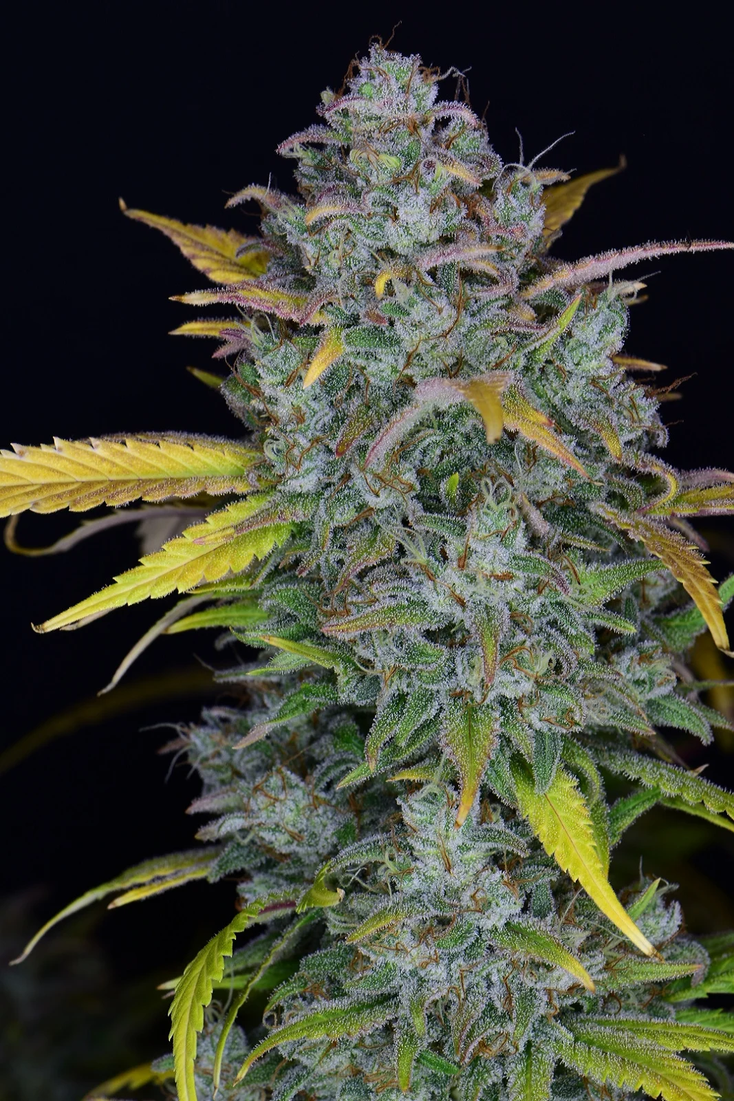 fast-buds-gelato-auto-feminised-cannabis-seeds-2