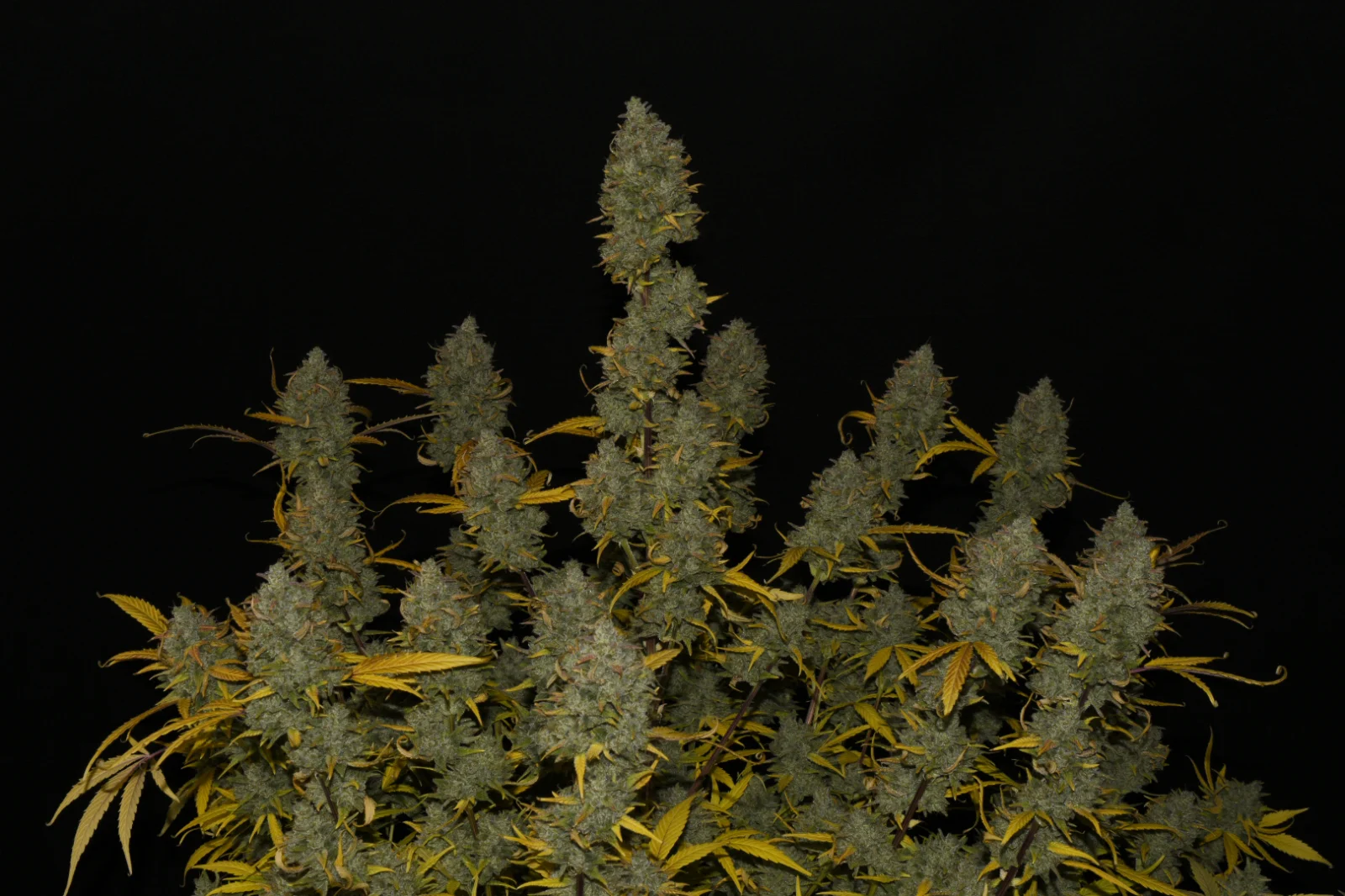 fast-buds-gelato-auto-feminised-cannabis-seeds-3