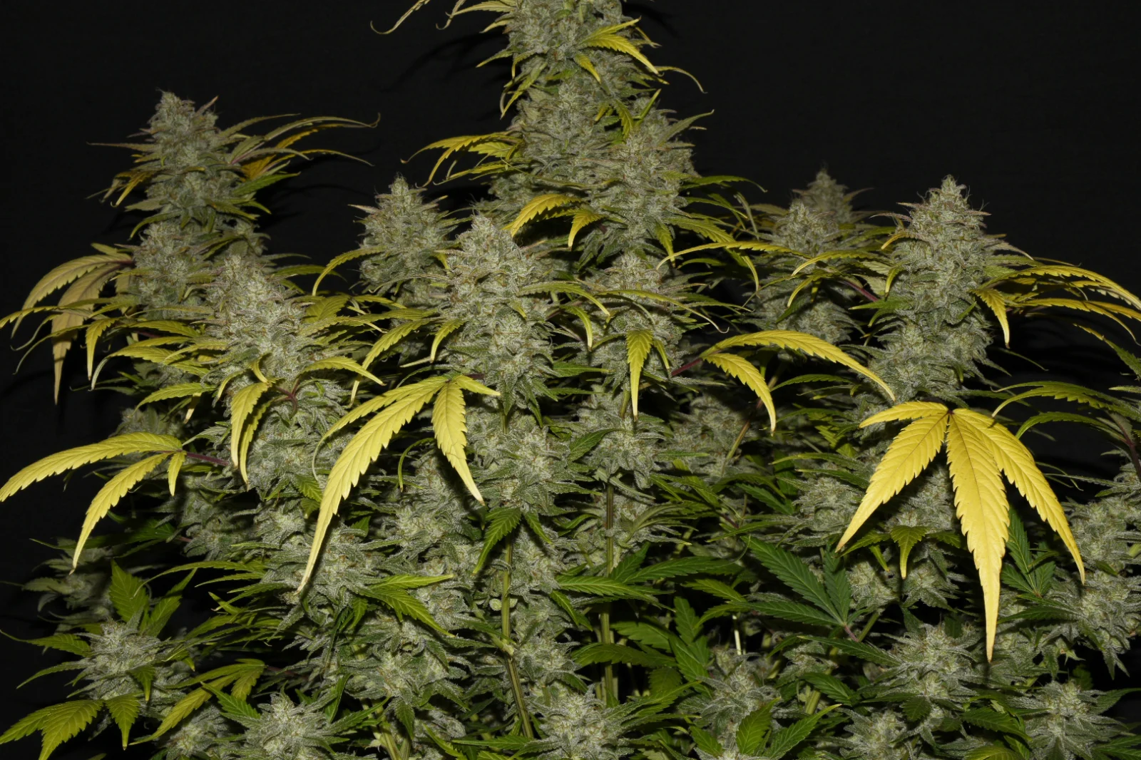 fast-buds-gelato-auto-feminised-cannabis-seeds-4