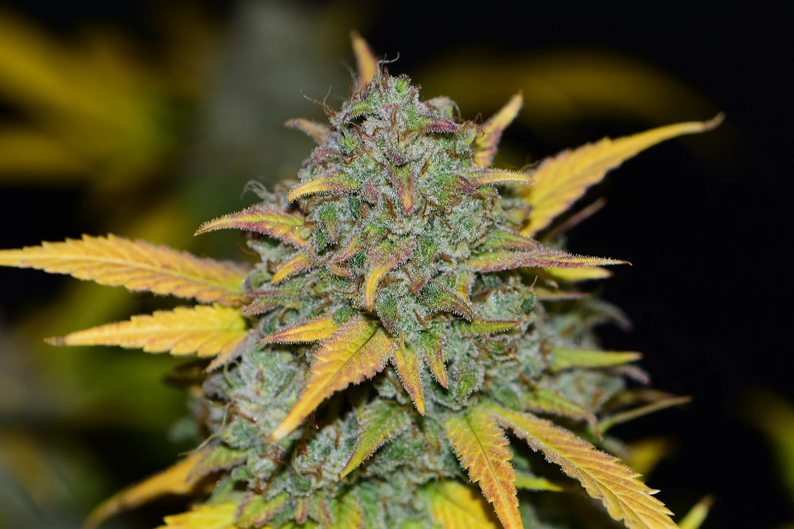 fast-buds-gelato-auto-feminised-cannabis-seeds-5